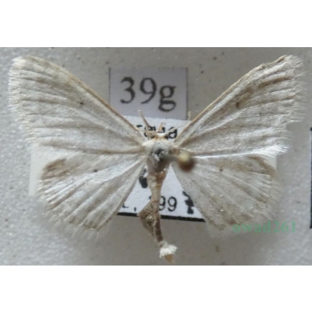 Idaea subsericeata (Haworth, 1809) Czech39g